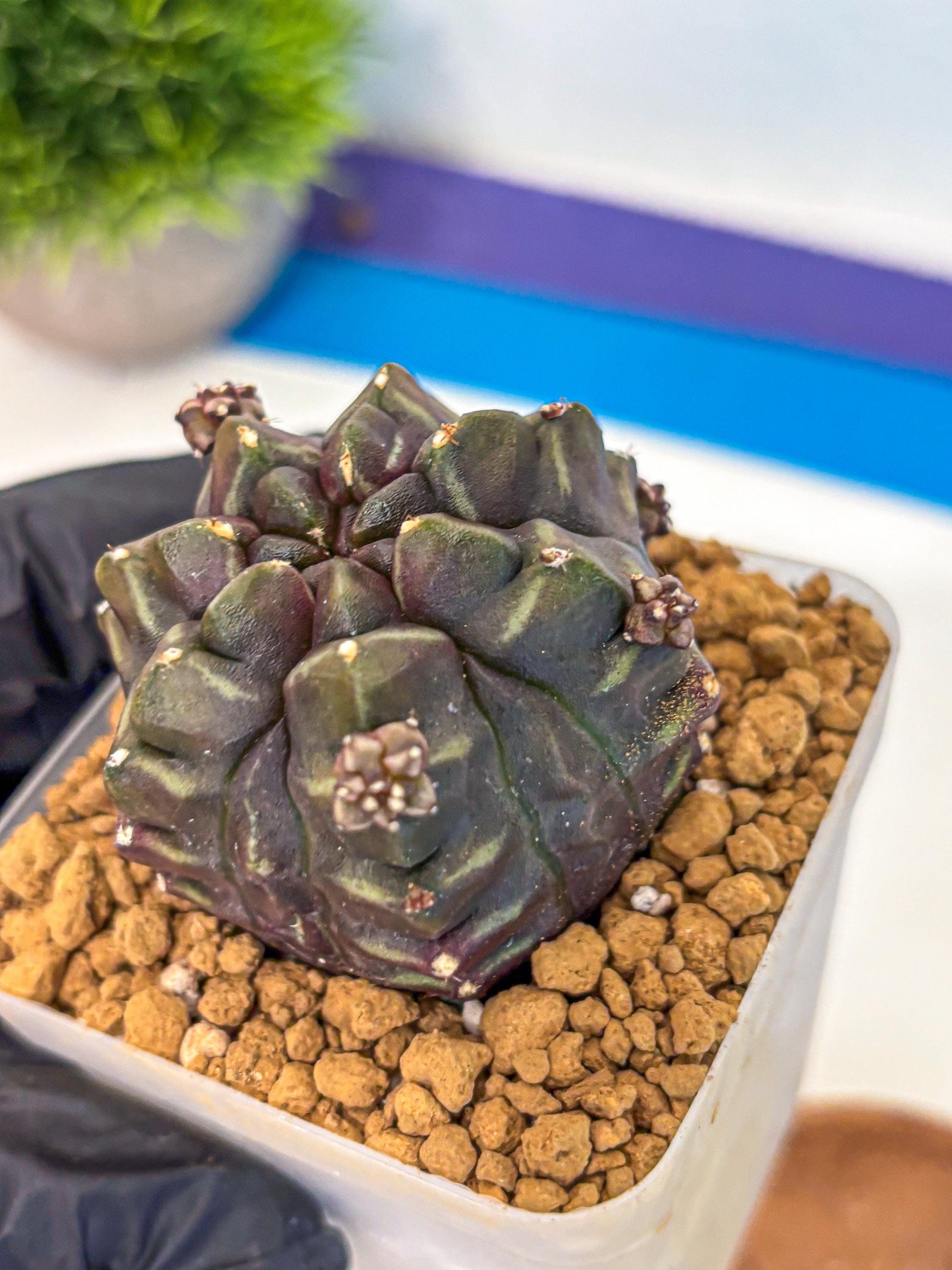 Gymnocalycium Aas DayDream (gy20) (13) | Rare Hybrids