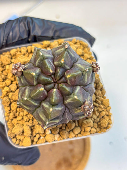 Gymnocalycium Aas DayDream (gy20) (13) | Rare Hybrids