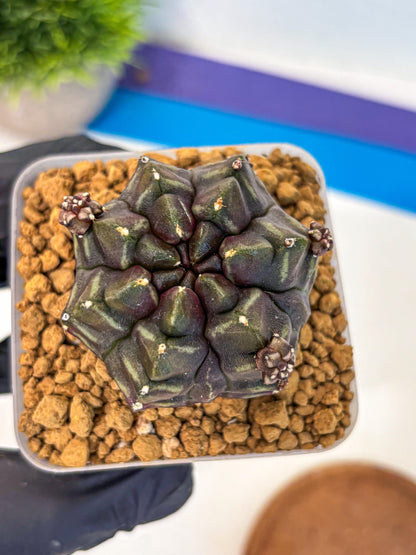 Gymnocalycium Aas DayDream (gy20) (13) | Rare Hybrids