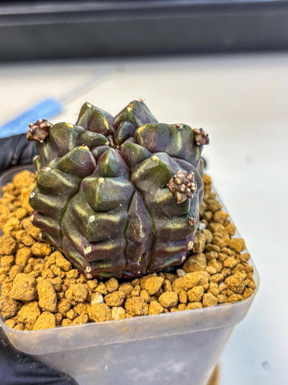 Gymnocalycium Aas DayDream (gy20) (13) | Rare Hybrids