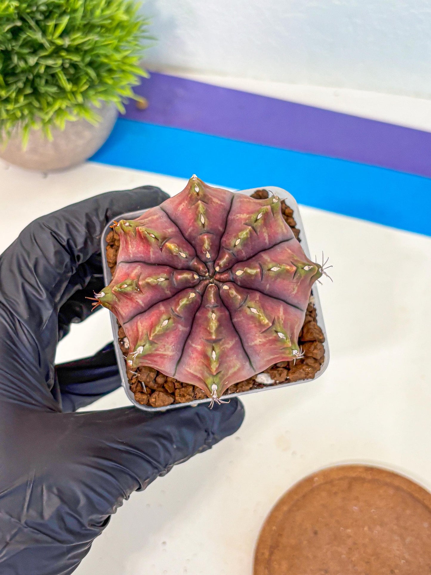 Gymnocalycium Aas DayDream (gy21) (pp) | Rare Hybrids
