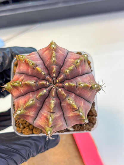 Gymnocalycium Aas DayDream (gy21) (pp) | Rare Hybrids