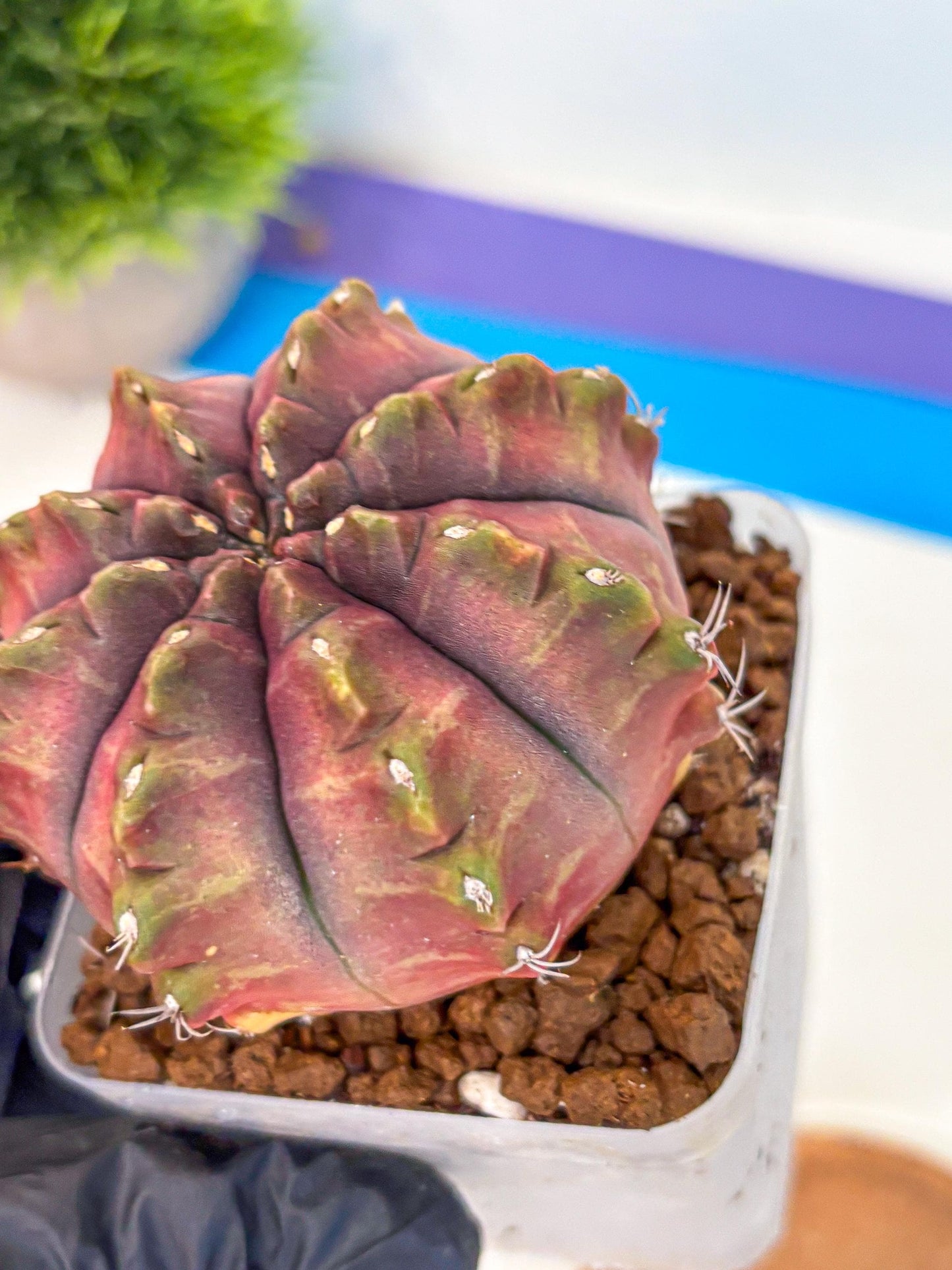 Gymnocalycium Aas DayDream (gy21) (pp) | Rare Hybrids