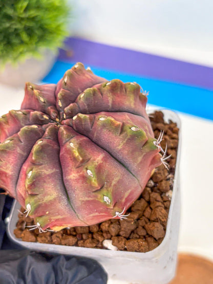 Gymnocalycium Aas DayDream (gy21) (pp) | Rare Hybrids