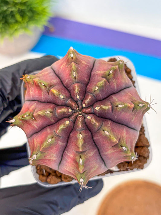 Gymnocalycium Aas DayDream (gy21) (pp) | Rare Hybrids