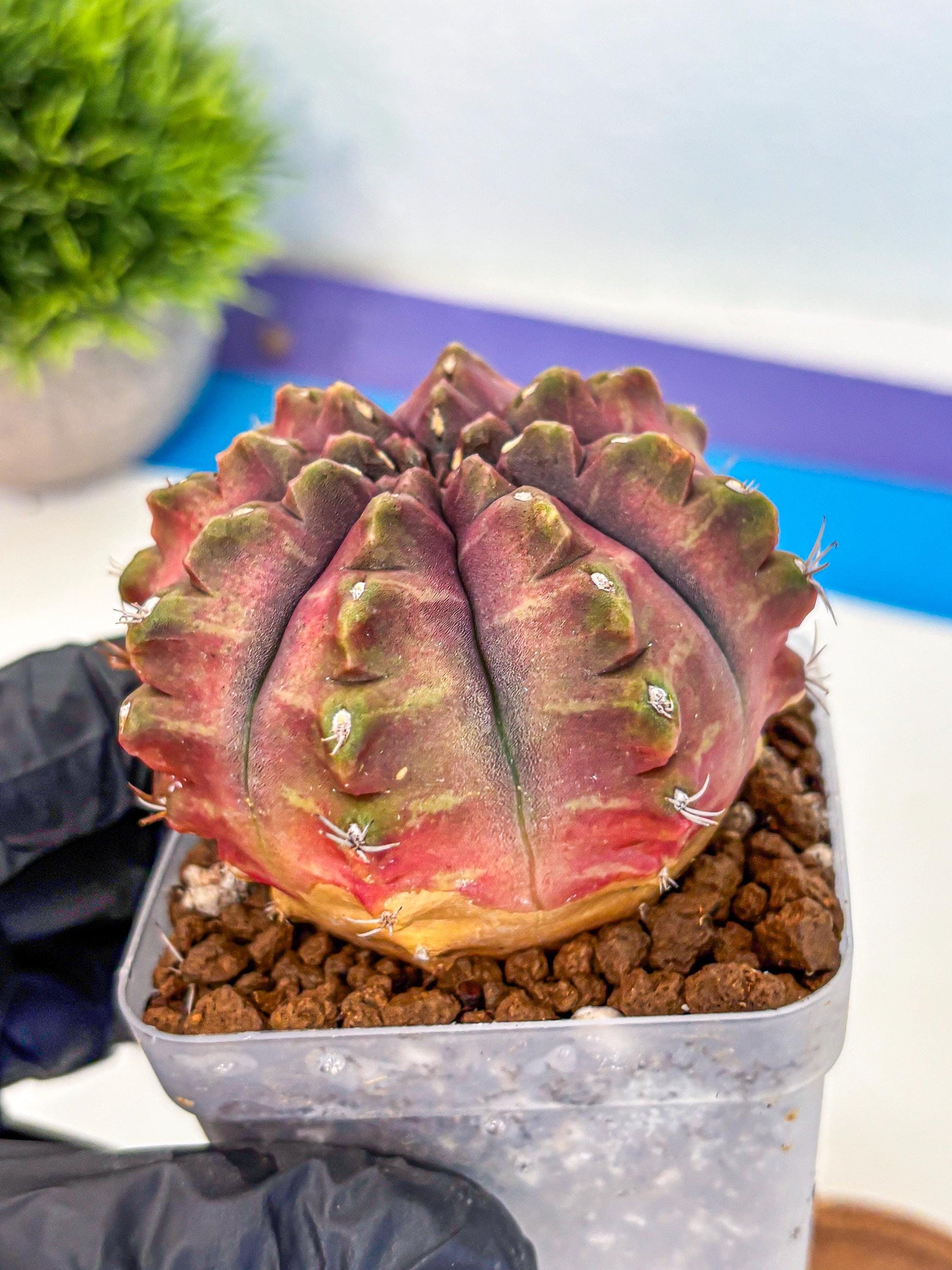Gymnocalycium Aas DayDream (gy21) (pp) | Rare Hybrids