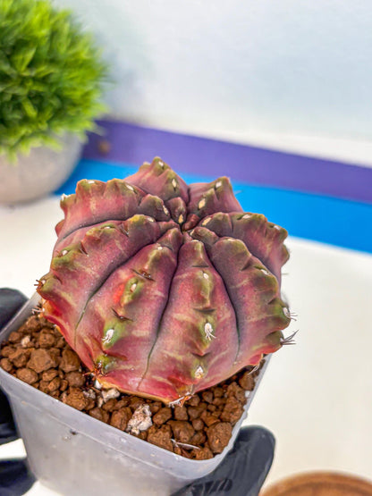 Gymnocalycium Aas DayDream (gy21) (pp) | Rare Hybrids