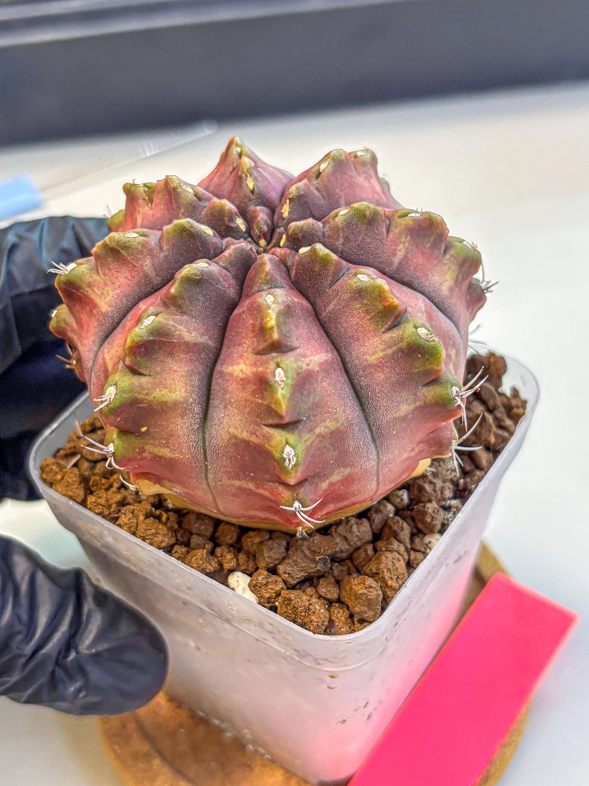 Gymnocalycium Aas DayDream (gy21) (pp) | Rare Hybrids
