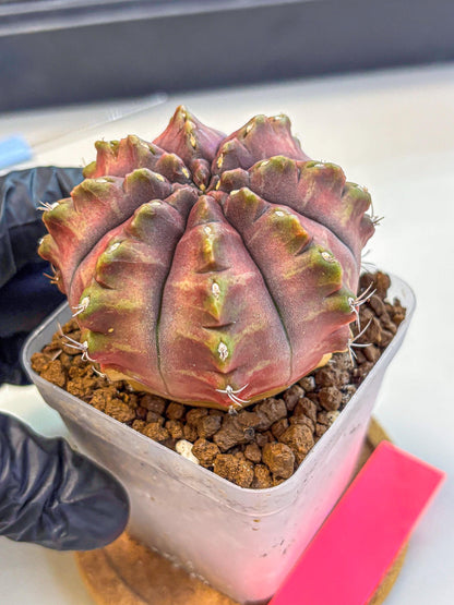 Gymnocalycium Aas DayDream (gy21) (pp) | Rare Hybrids