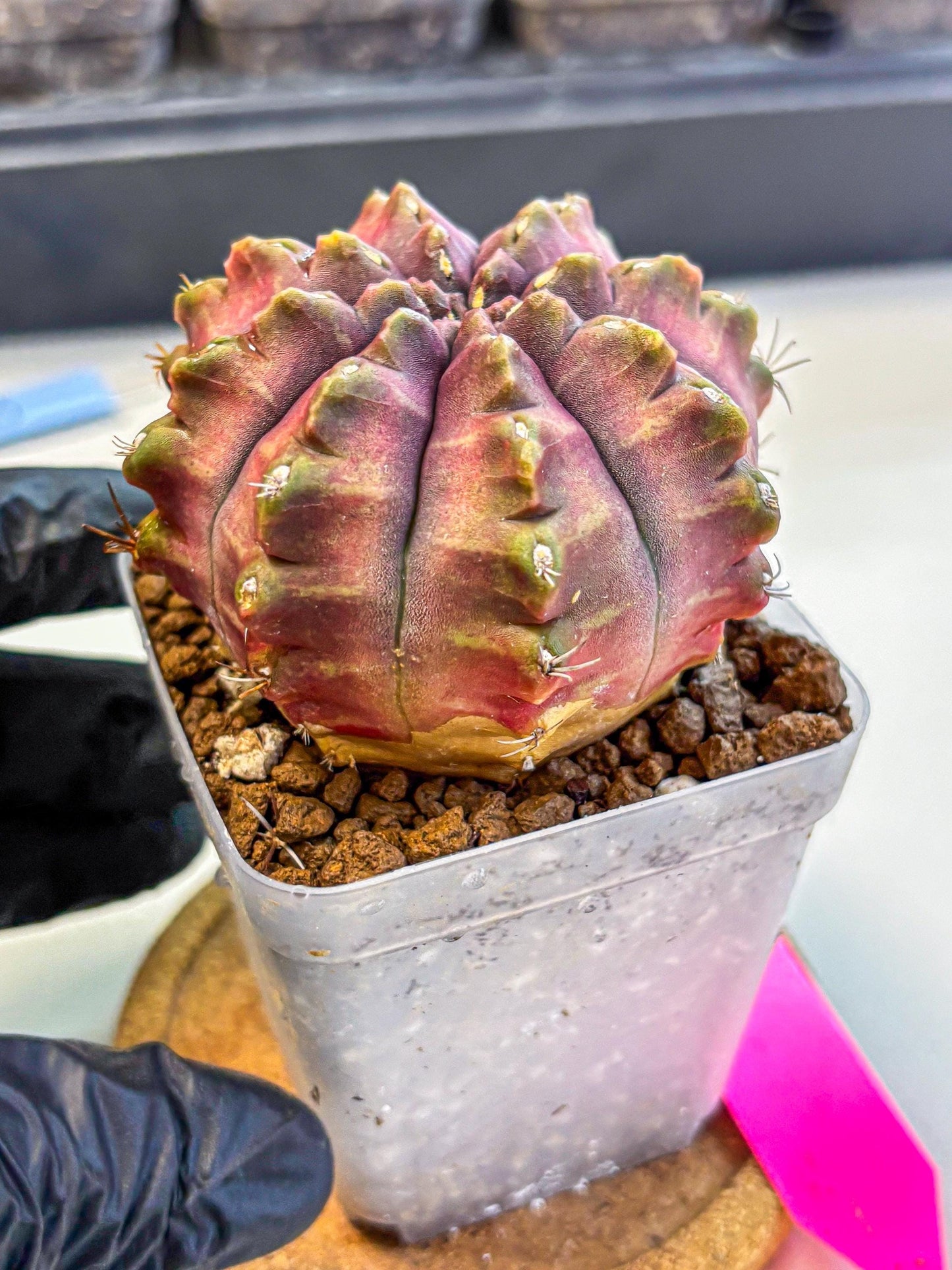 Gymnocalycium Aas DayDream (gy21) (pp) | Rare Hybrids