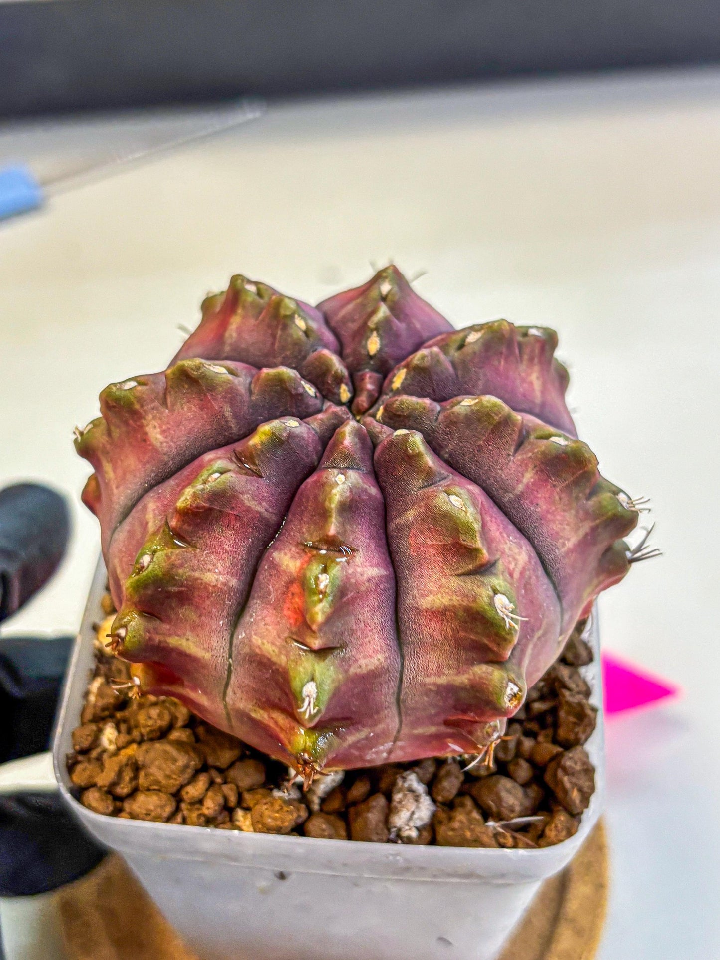 Gymnocalycium Aas DayDream (gy21) (pp) | Rare Hybrids
