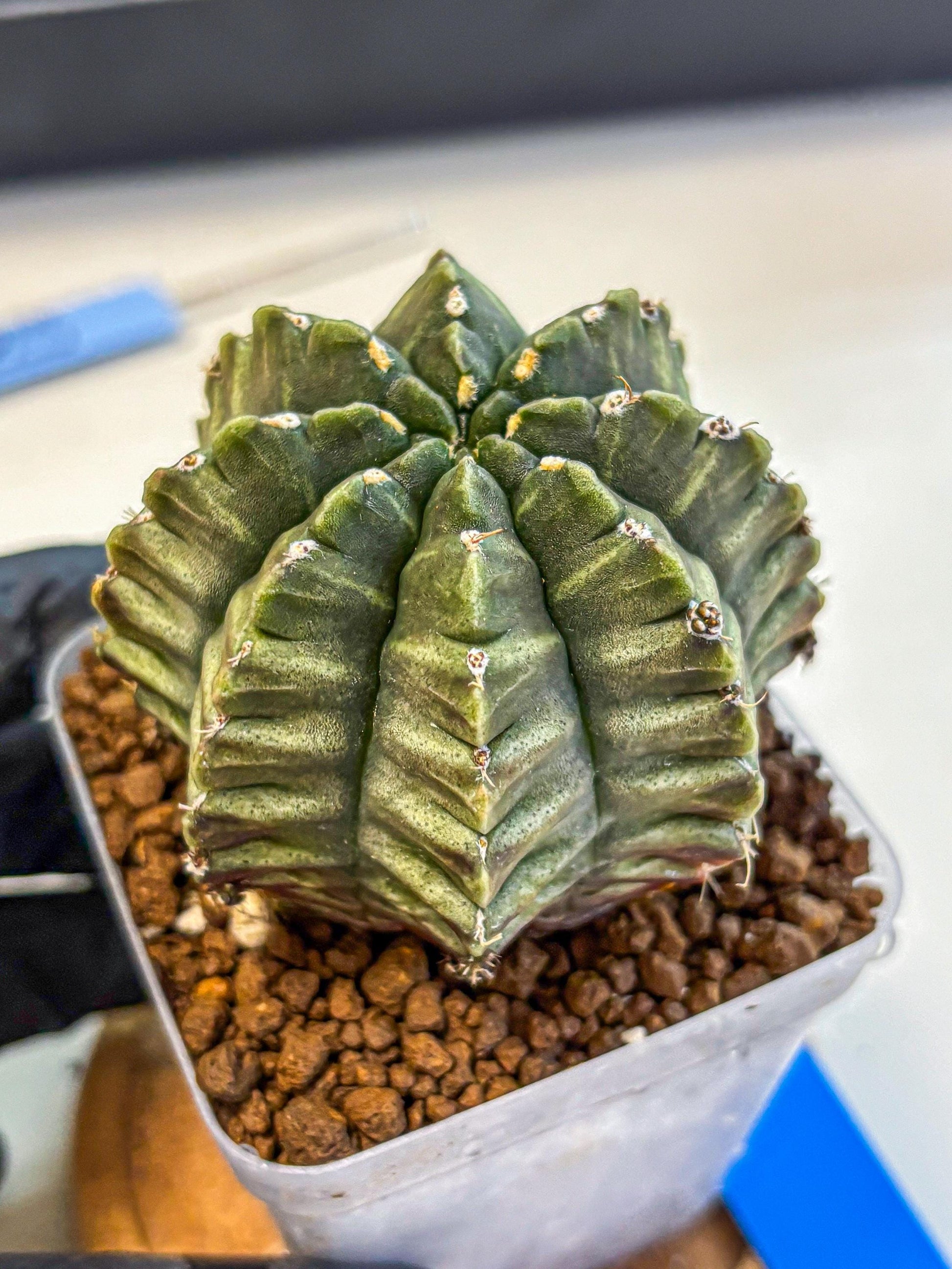Gymnocalycium Aas DayDream (gy21) (bb) | Rare Hybrids