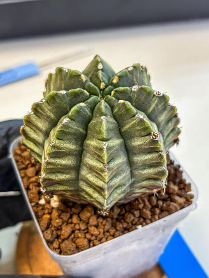 Gymnocalycium Aas DayDream (gy21) (bb) | Rare Hybrids