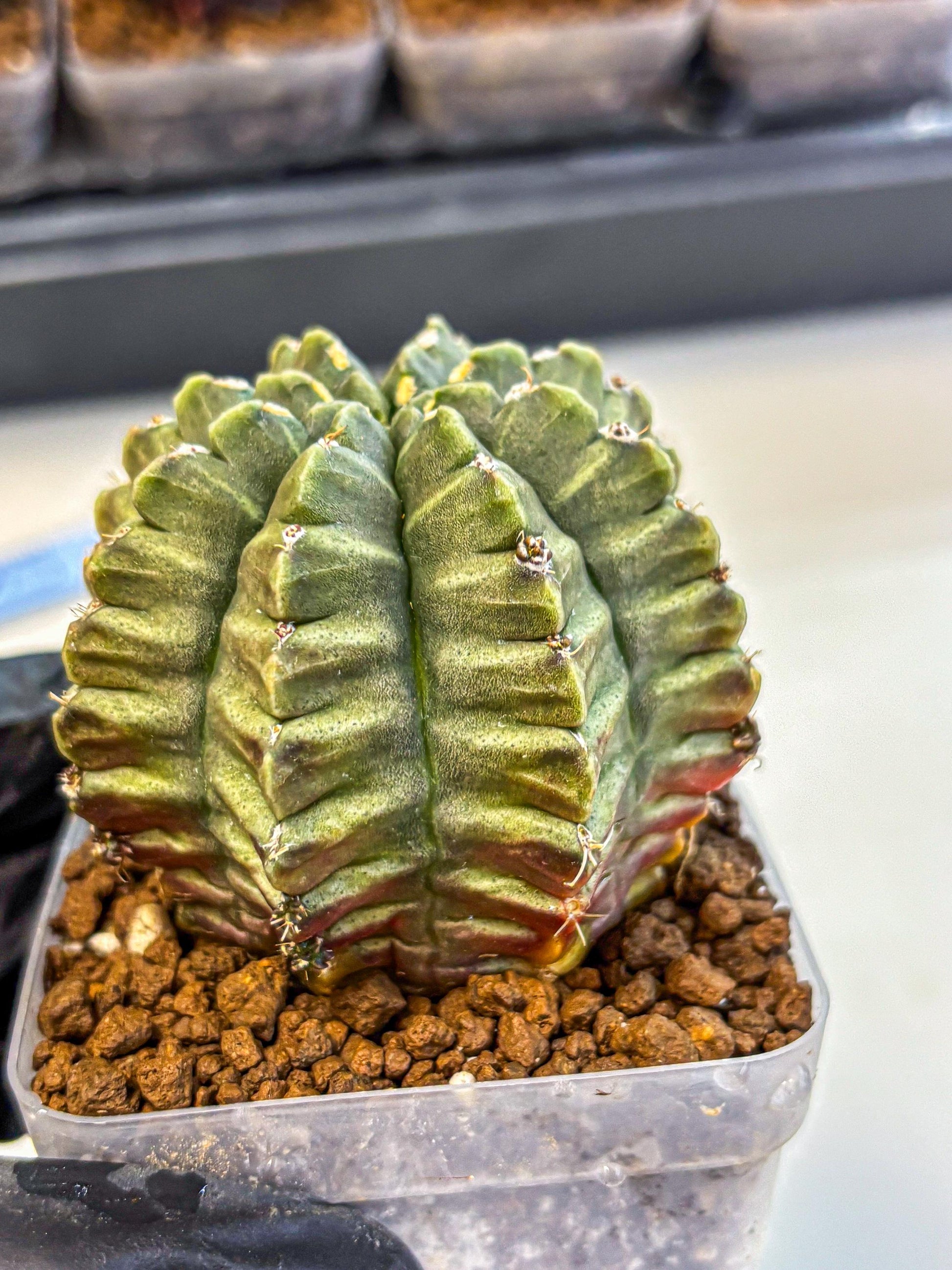 Gymnocalycium Aas DayDream (gy21) (bb) | Rare Hybrids