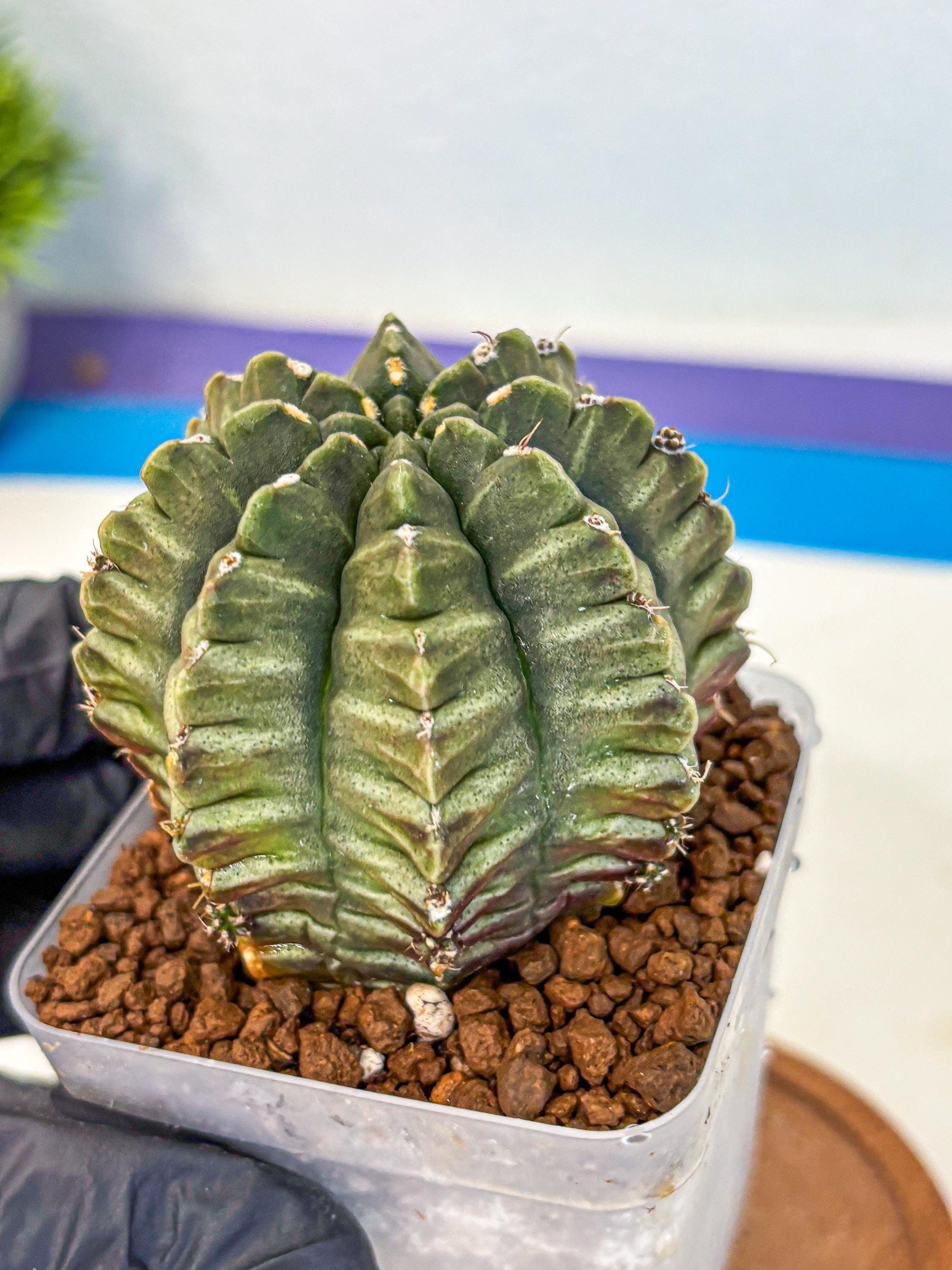 Gymnocalycium Aas DayDream (gy21) (bb) | Rare Hybrids