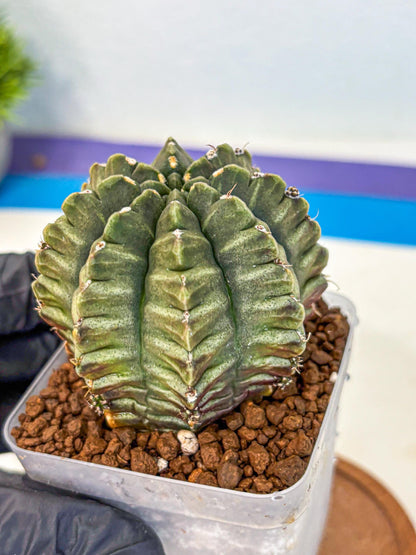Gymnocalycium Aas DayDream (gy21) (bb) | Rare Hybrids