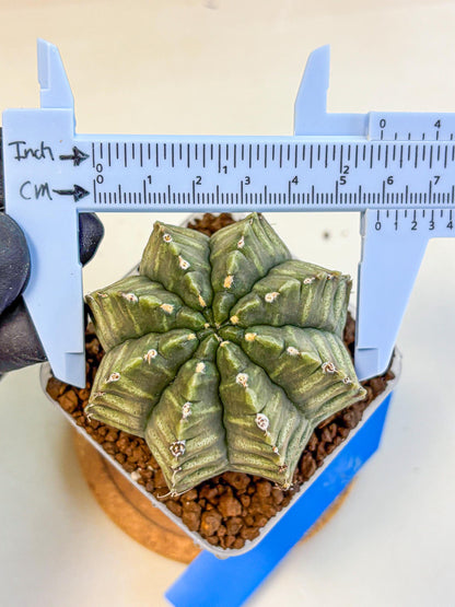 Gymnocalycium Aas DayDream (gy21) (bb) | Rare Hybrids