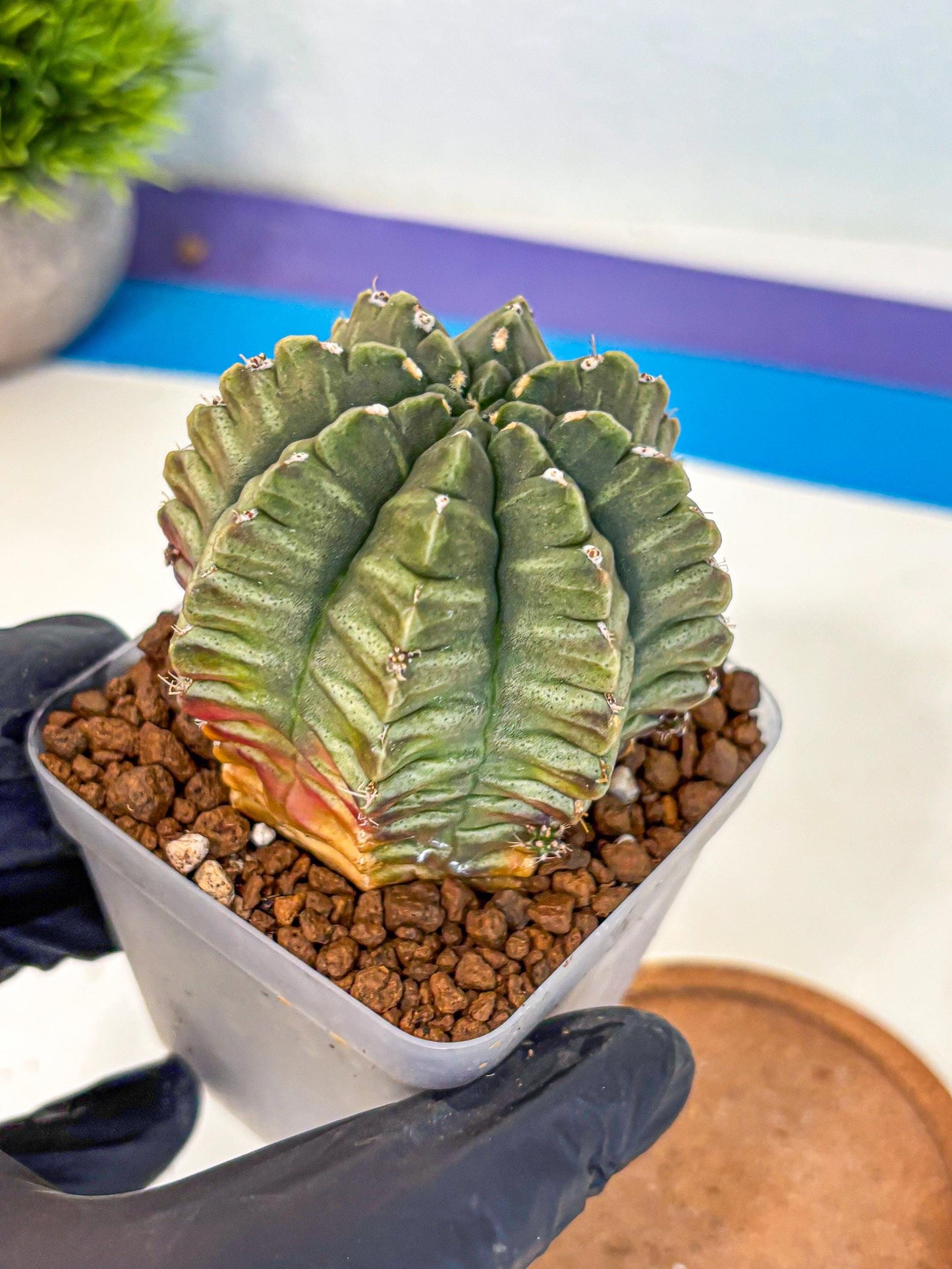 Gymnocalycium Aas DayDream (gy21) (bb) | Rare Hybrids