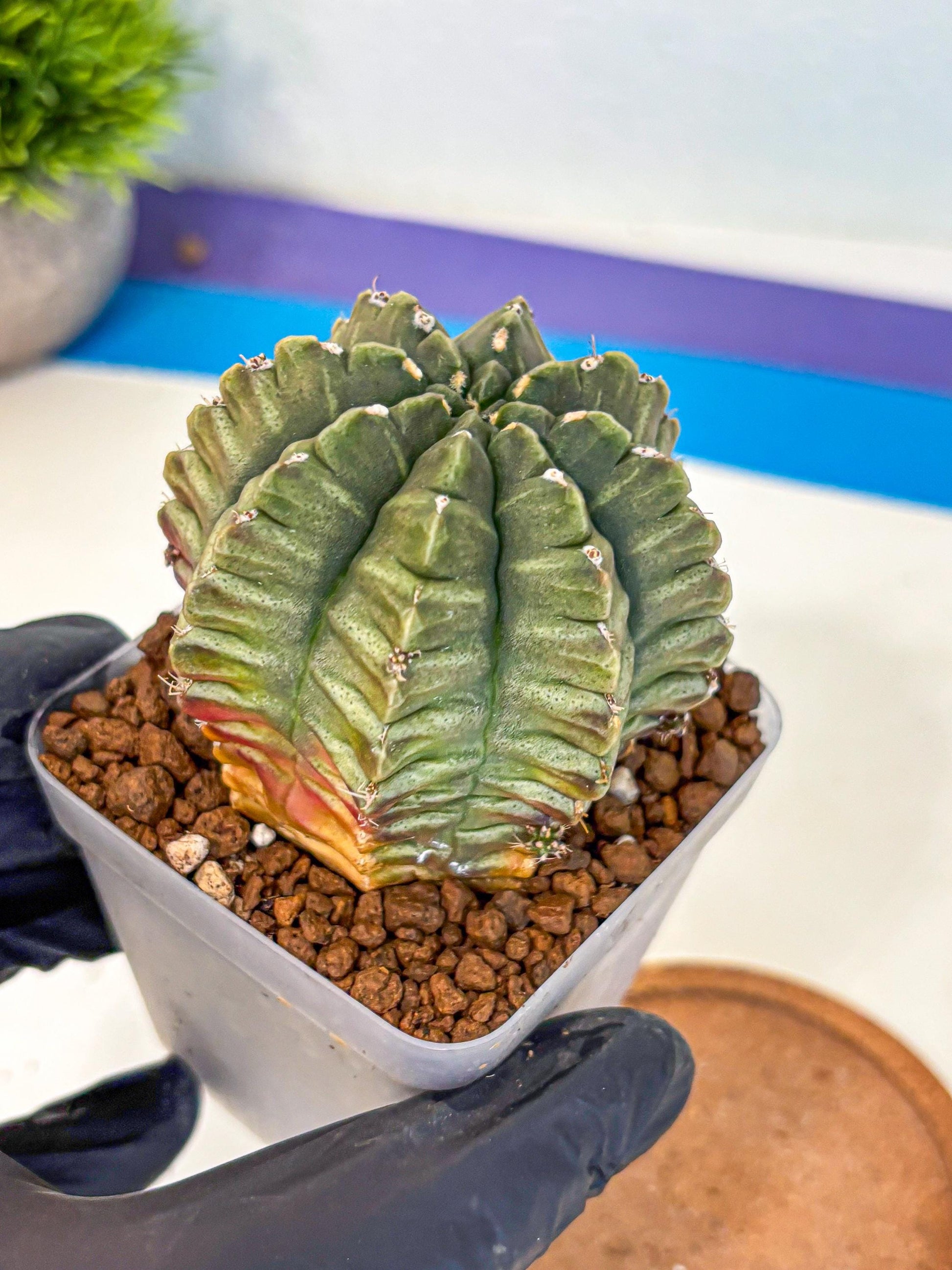 Gymnocalycium Aas DayDream (gy21) (bb) | Rare Hybrids