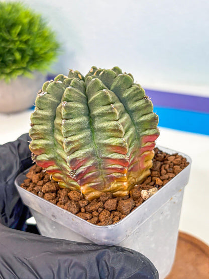 Gymnocalycium Aas DayDream (gy21) (bb) | Rare Hybrids
