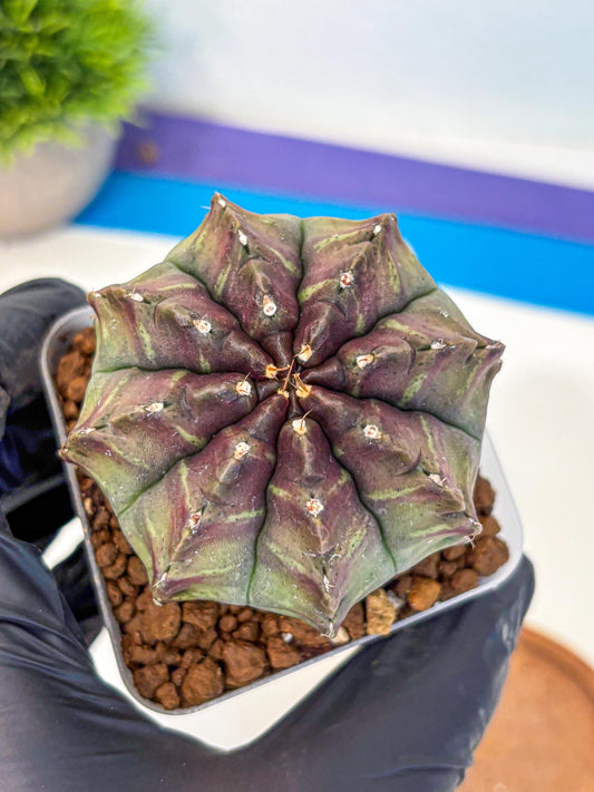 Gymnocalycium Aas DayDream (gy21) (yy) | Rare Hybrids