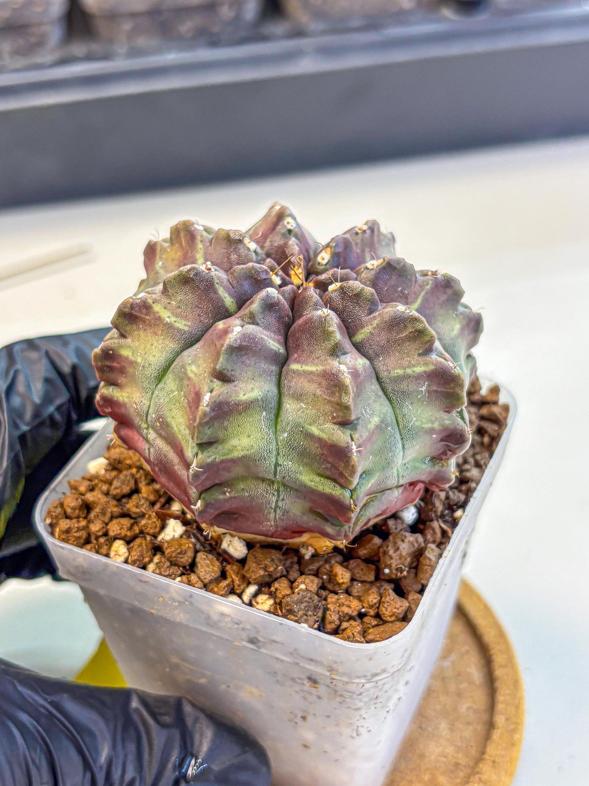Gymnocalycium Aas DayDream (gy21) (yy) | Rare Hybrids