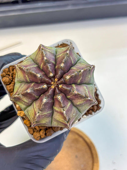 Gymnocalycium Aas DayDream (gy21) (yy) | Rare Hybrids