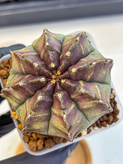 Gymnocalycium Aas DayDream (gy21) (yy) | Rare Hybrids