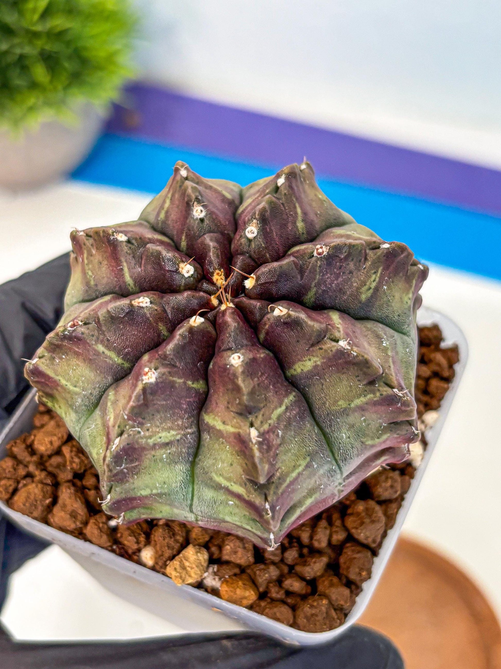 Gymnocalycium Aas DayDream (gy21) (yy) | Rare Hybrids