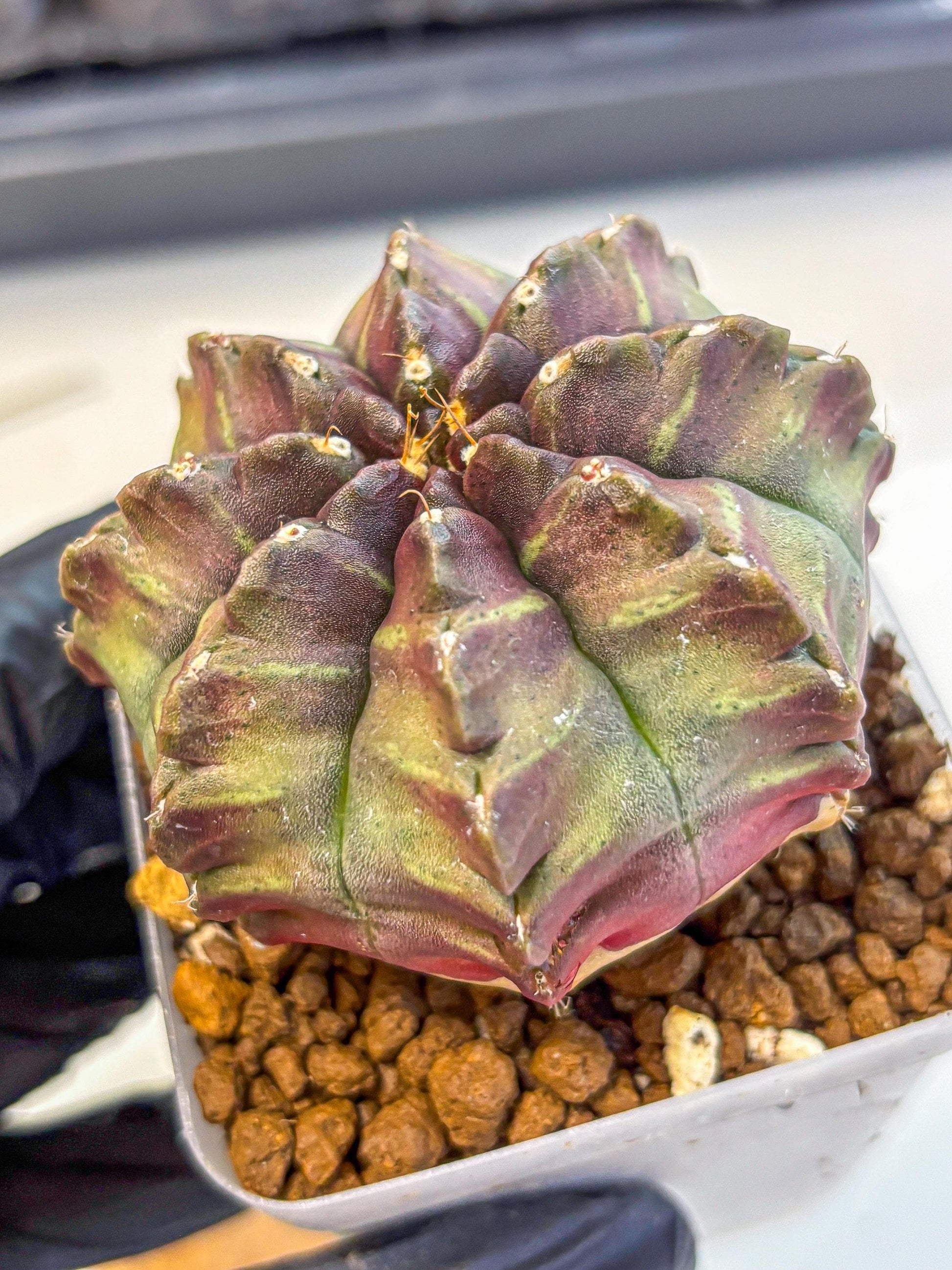 Gymnocalycium Aas DayDream (gy21) (yy) | Rare Hybrids