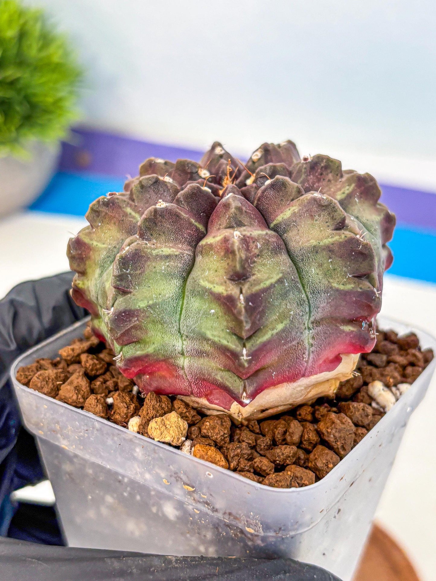 Gymnocalycium Aas DayDream (gy21) (yy) | Rare Hybrids