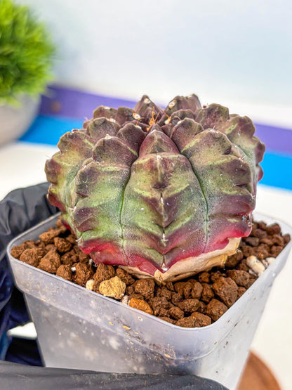 Gymnocalycium Aas DayDream (gy21) (yy) | Rare Hybrids