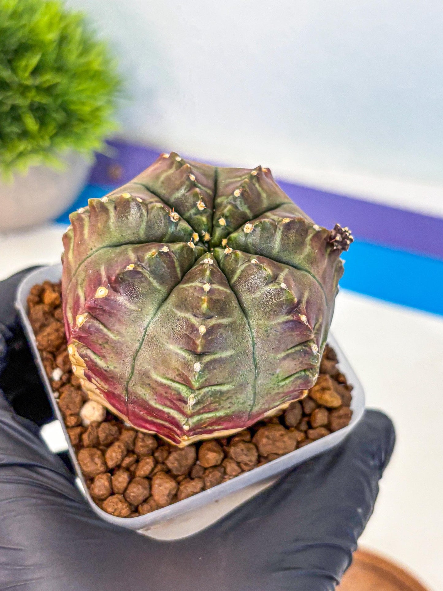 Gymnocalycium Aas DayDream (gy21) (gg) | Rare Hybrids
