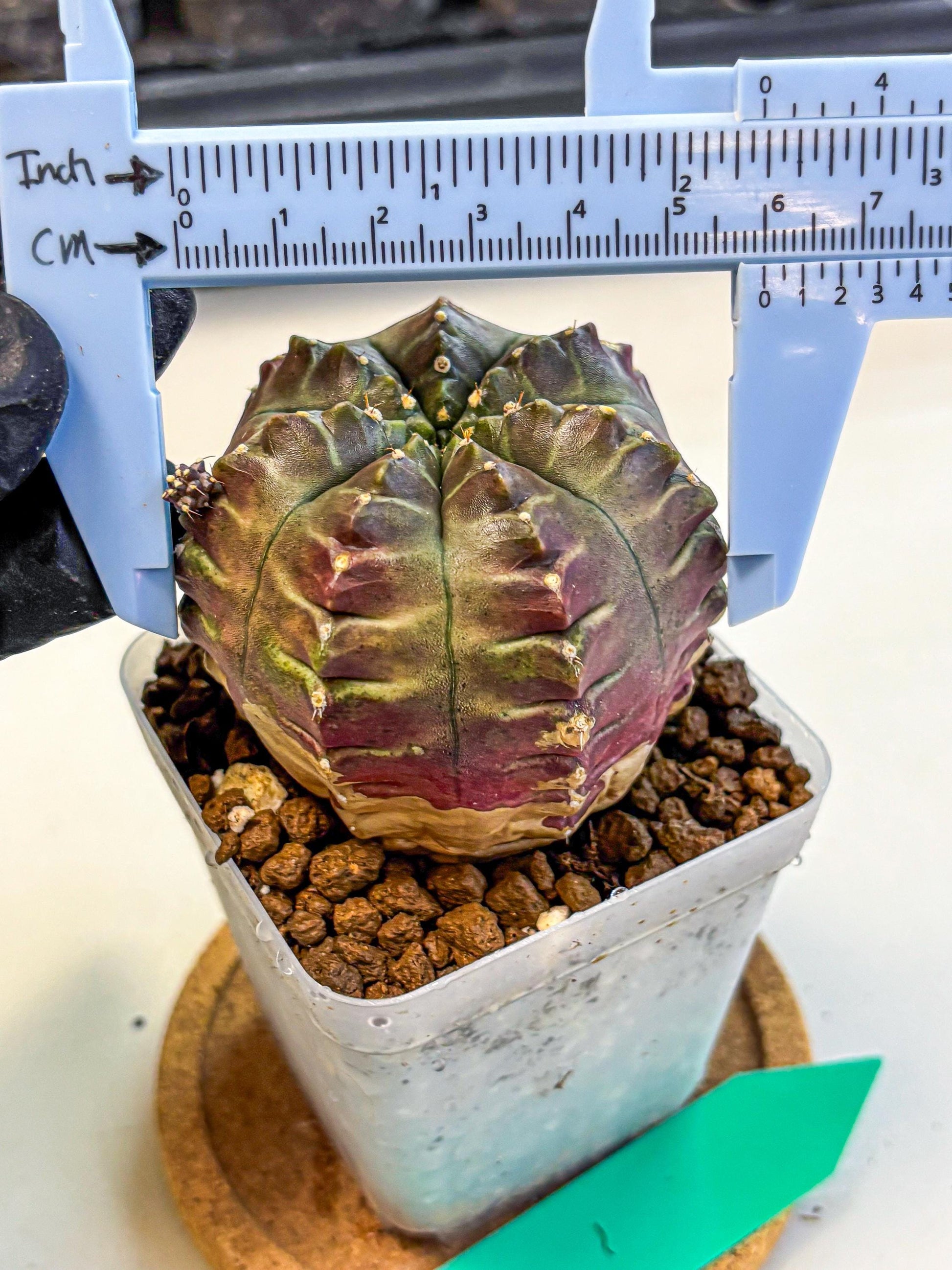 Gymnocalycium Aas DayDream (gy21) (gg) | Rare Hybrids