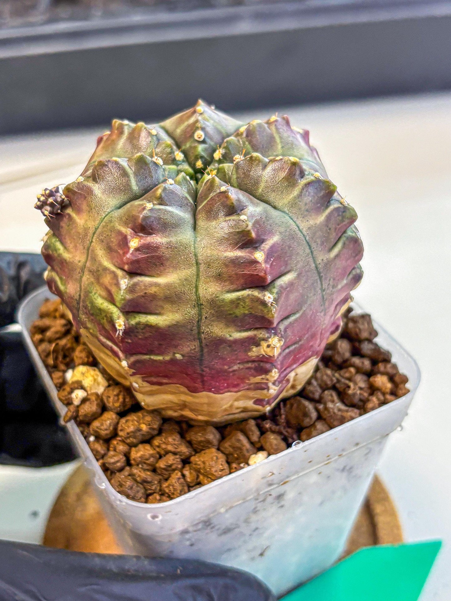 Gymnocalycium Aas DayDream (gy21) (gg) | Rare Hybrids