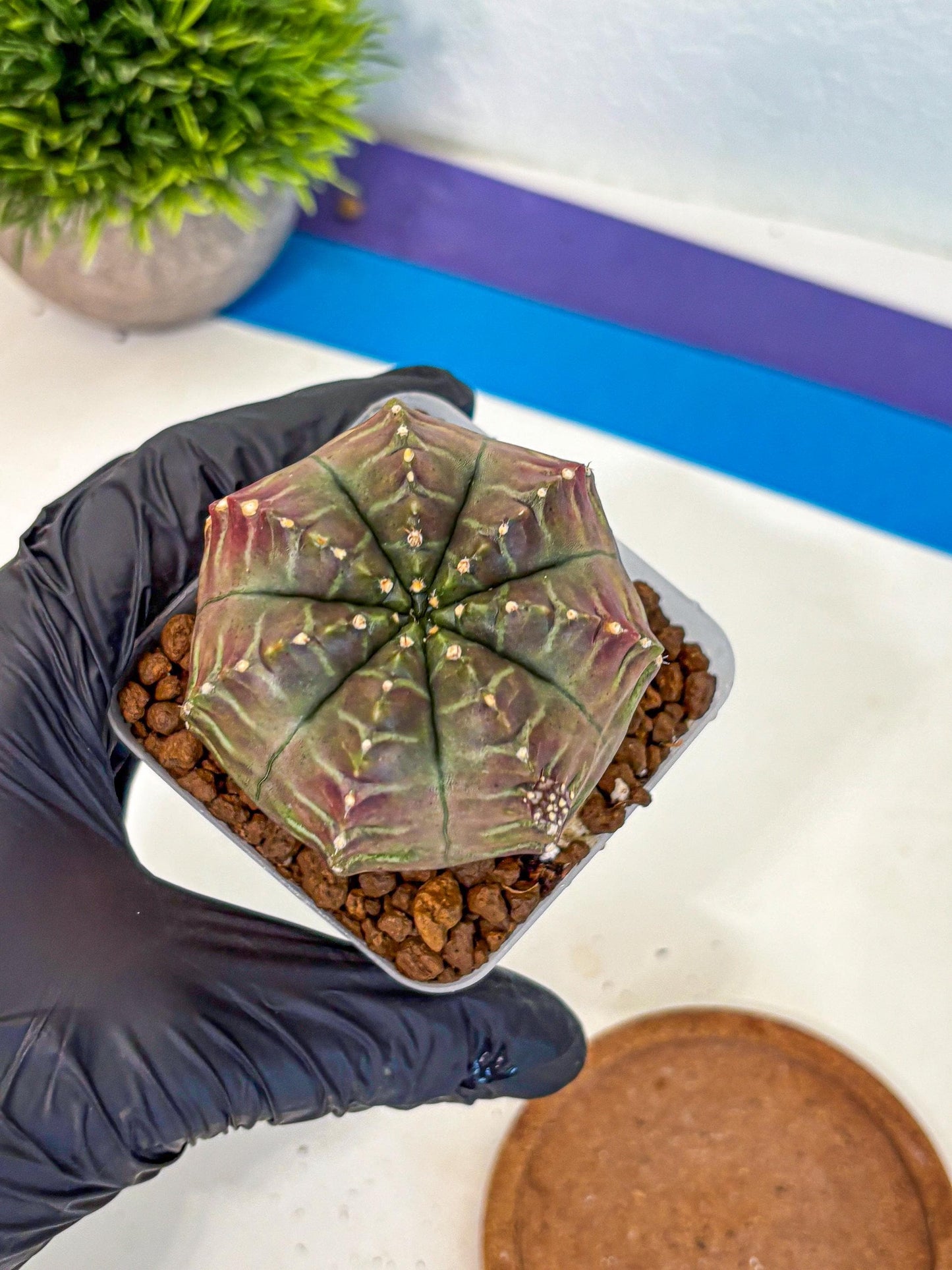 Gymnocalycium Aas DayDream (gy21) (gg) | Rare Hybrids