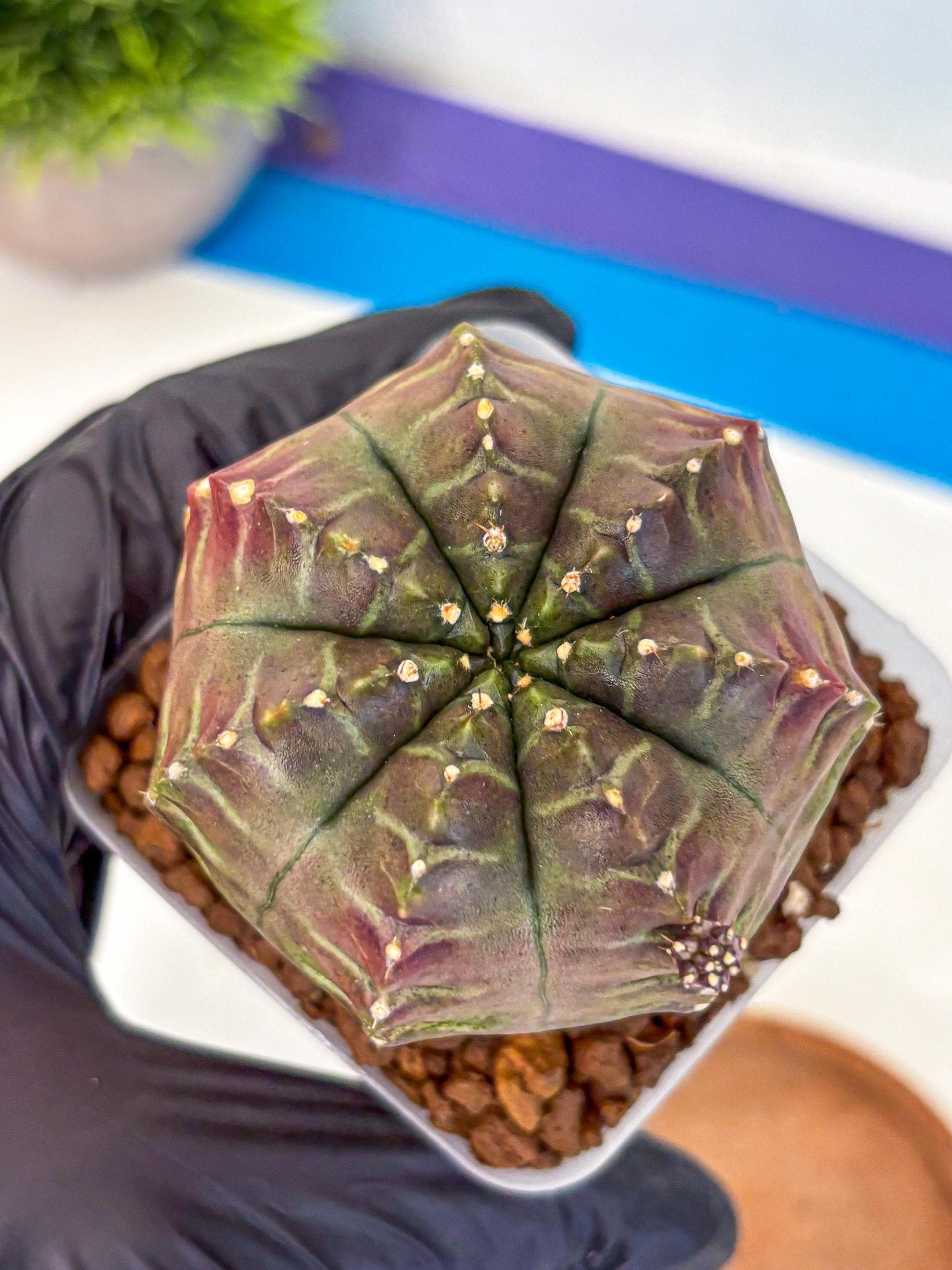 Gymnocalycium Aas DayDream (gy21) (gg) | Rare Hybrids