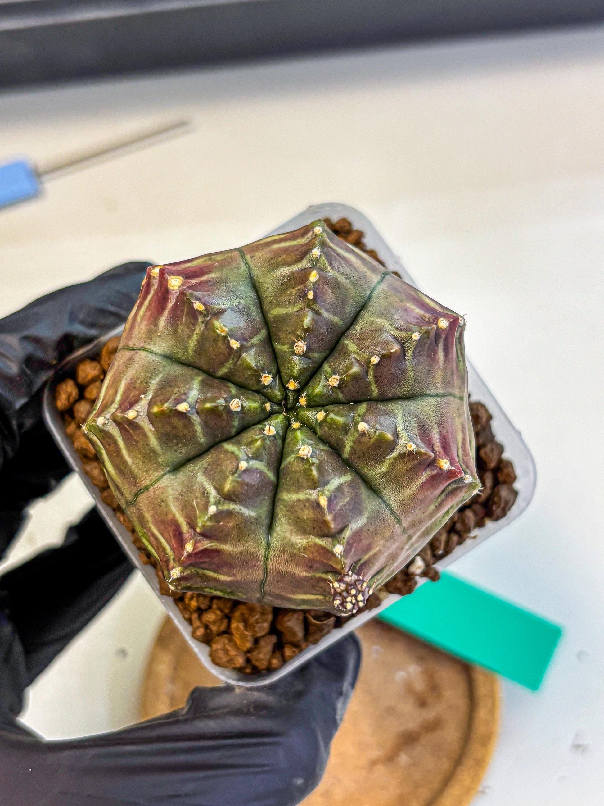 Gymnocalycium Aas DayDream (gy21) (gg) | Rare Hybrids
