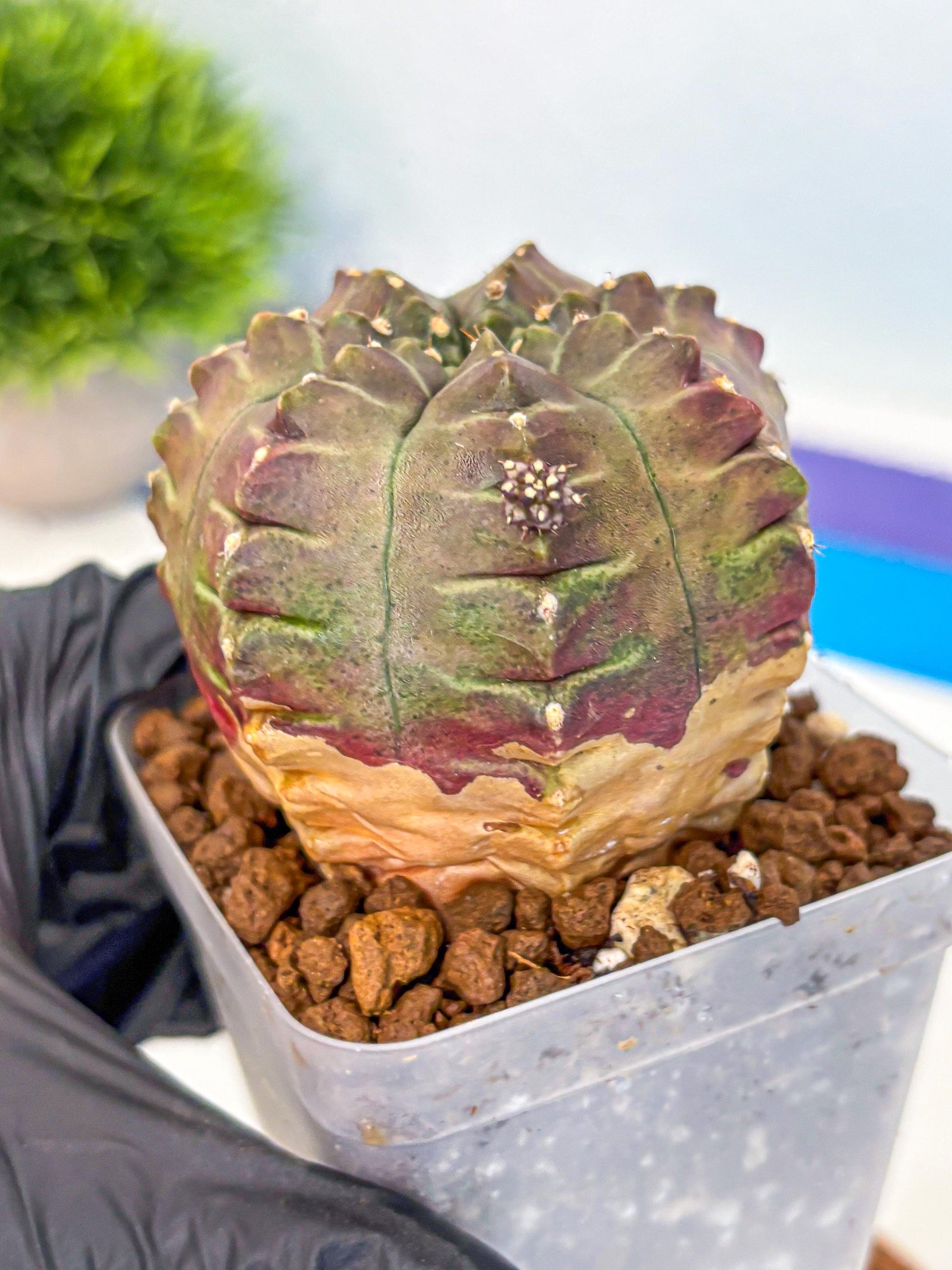 Gymnocalycium Aas DayDream (gy21) (gg) | Rare Hybrids