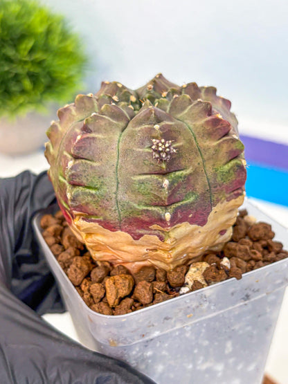 Gymnocalycium Aas DayDream (gy21) (gg) | Rare Hybrids