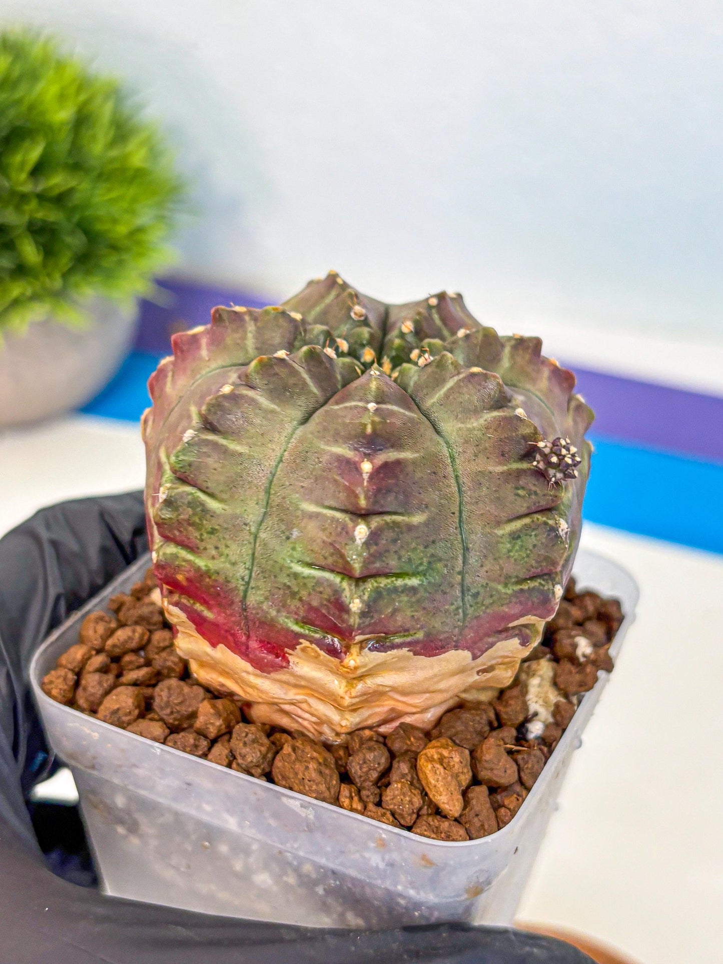 Gymnocalycium Aas DayDream (gy21) (gg) | Rare Hybrids