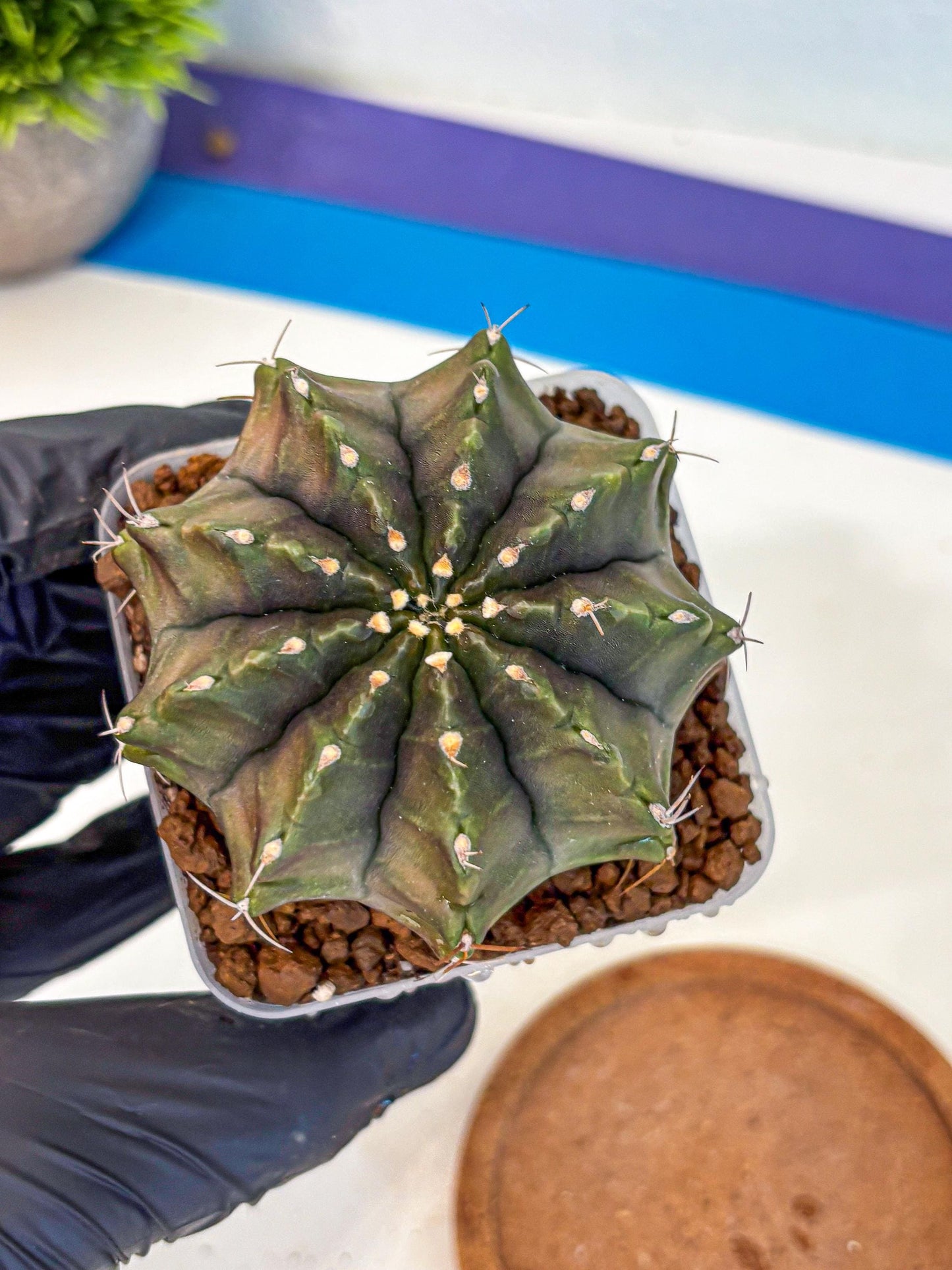 Gymnocalycium Aas DayDream (gy21) (rr) | Rare Hybrids