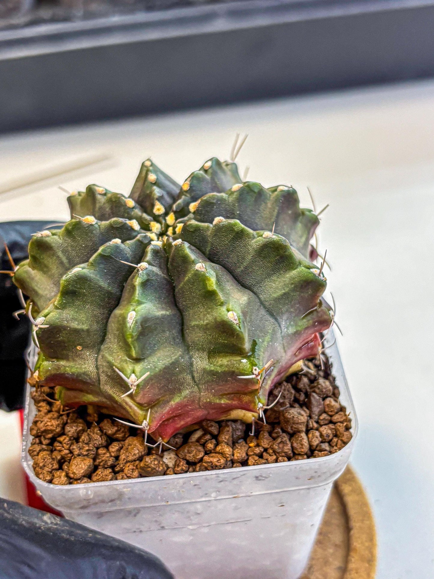 Gymnocalycium Aas DayDream (gy21) (rr) | Rare Hybrids