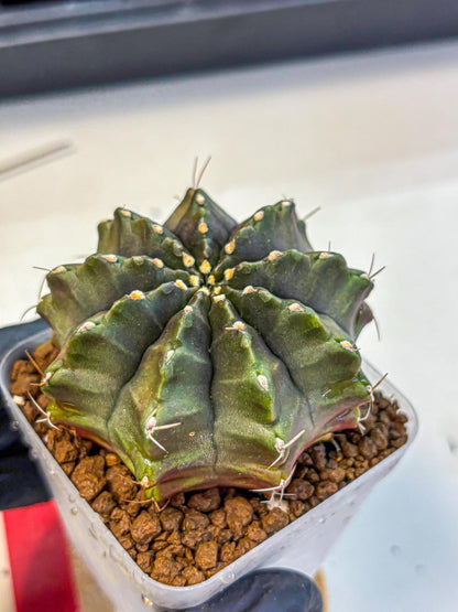 Gymnocalycium Aas DayDream (gy21) (rr) | Rare Hybrids