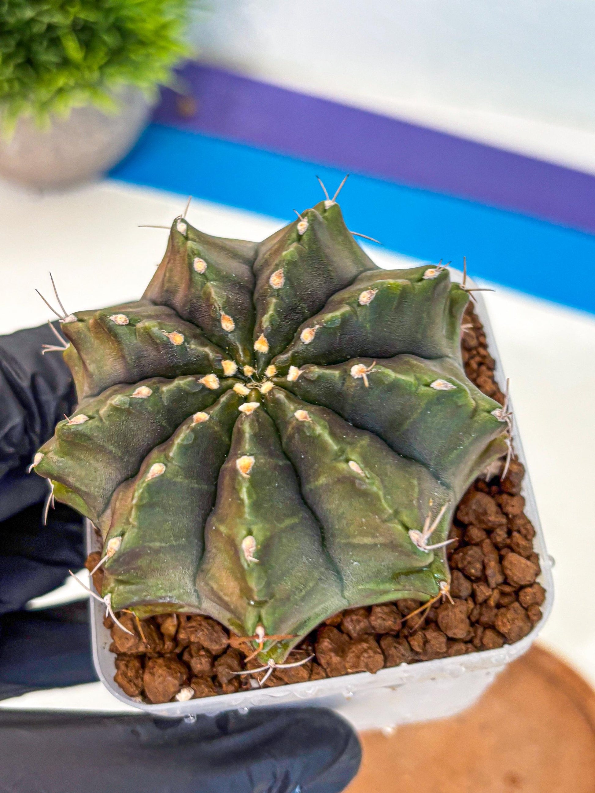 Gymnocalycium Aas DayDream (gy21) (rr) | Rare Hybrids