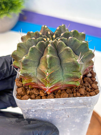 Gymnocalycium Aas DayDream (gy21) (rr) | Rare Hybrids