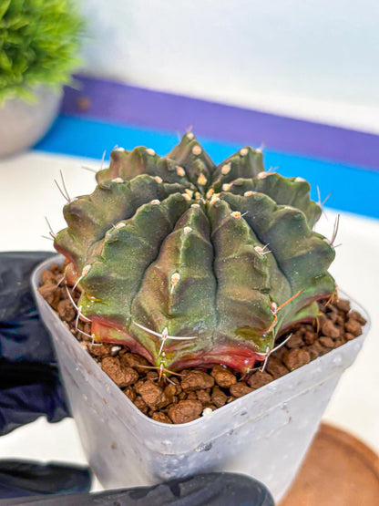 Gymnocalycium Aas DayDream (gy21) (rr) | Rare Hybrids