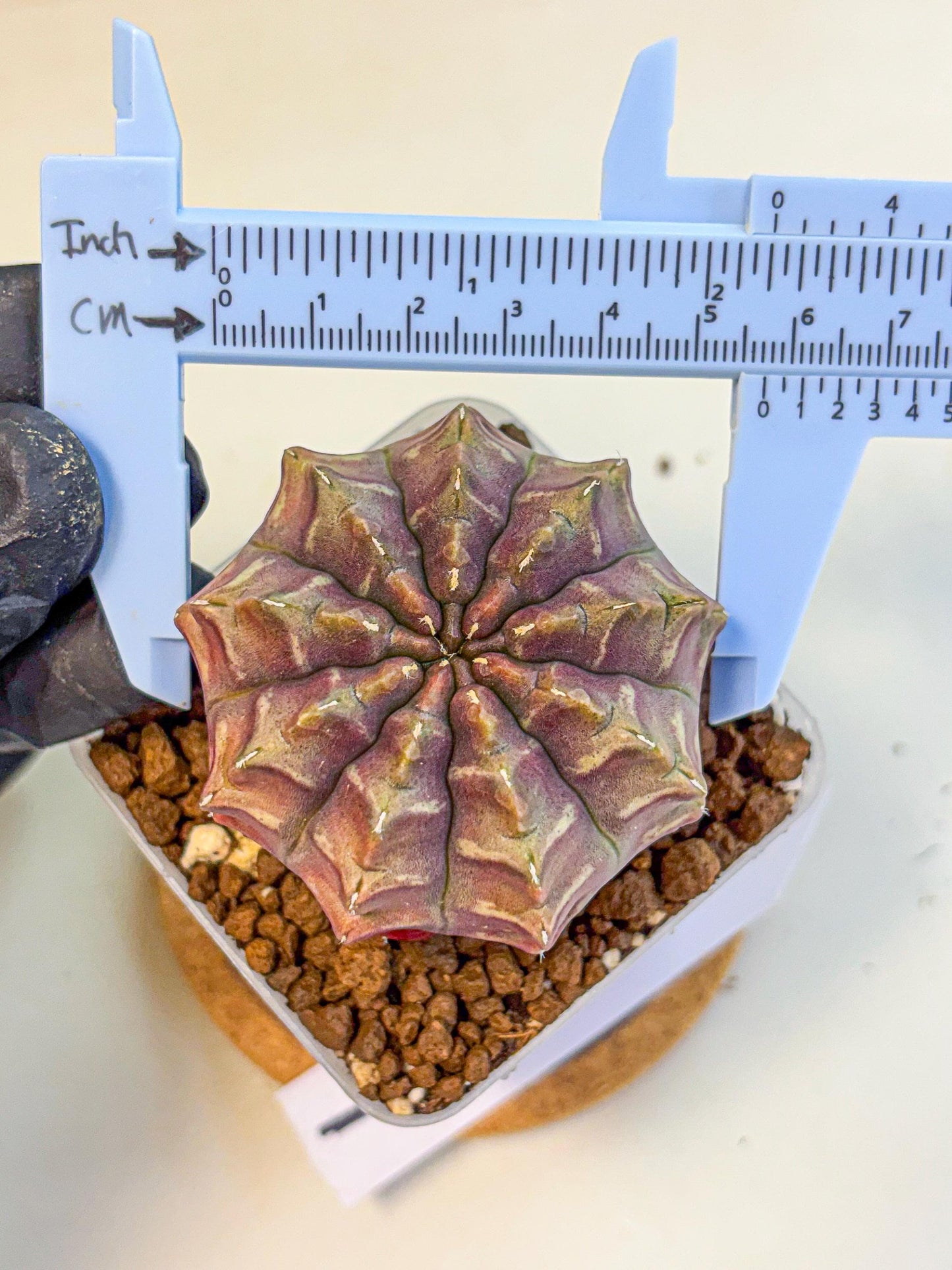 Gymnocalycium Aas DayDream (gy21) (01) | Rare Hybrids