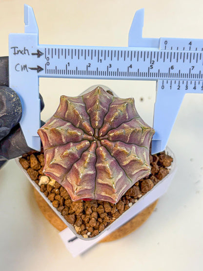 Gymnocalycium Aas DayDream (gy21) (01) | Rare Hybrids