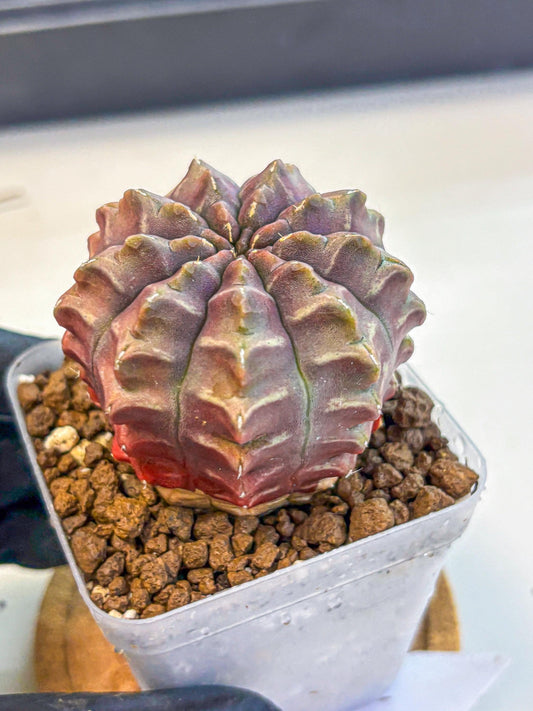 Gymnocalycium Aas DayDream (gy21) (01) | Rare Hybrids